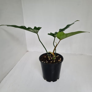 Philodendron Hendersons Delight