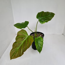 Load image into Gallery viewer, Philodendron Corsinianum / &#39;Bronze Shield&#39;
