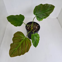 Load image into Gallery viewer, Philodendron Corsinianum / &#39;Bronze Shield&#39;