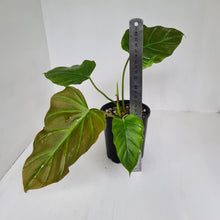 Load image into Gallery viewer, Philodendron Corsinianum / &#39;Bronze Shield&#39;