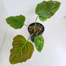 Load image into Gallery viewer, Philodendron Corsinianum / &#39;Bronze Shield&#39;