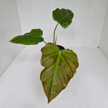 Load image into Gallery viewer, Philodendron Corsinianum / &#39;Bronze Shield&#39;