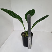 Load image into Gallery viewer, Anthurium Oxycarpum