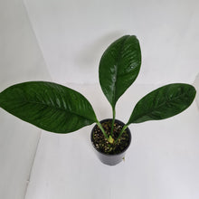 Load image into Gallery viewer, Anthurium Oxycarpum