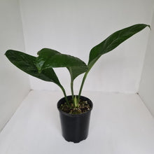 Load image into Gallery viewer, Anthurium Oxycarpum