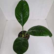 Load image into Gallery viewer, Anthurium Oxycarpum