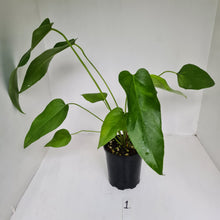 Load image into Gallery viewer, #1 Anthurium &#39;Trencher&#39; (Birds Nest Anthurium x Watermaliense)