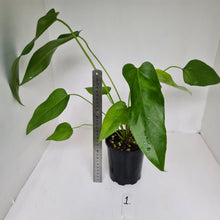 Load image into Gallery viewer, #1 Anthurium &#39;Trencher&#39; (Birds Nest Anthurium x Watermaliense)