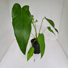 Load image into Gallery viewer, #1 Anthurium &#39;Trencher&#39; (Birds Nest Anthurium x Watermaliense)