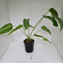 Load image into Gallery viewer, #1 Anthurium &#39;Trencher&#39; (Birds Nest Anthurium x Watermaliense)