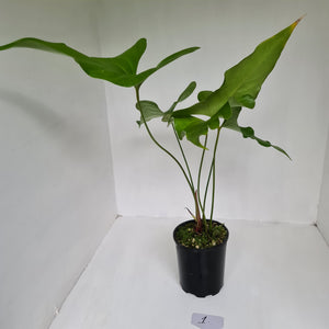 Anthurium Watermaliense