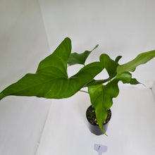 Load image into Gallery viewer, Anthurium Watermaliense