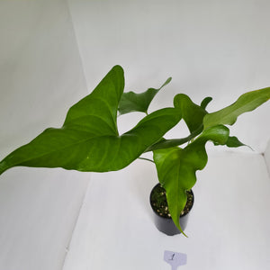 Anthurium Watermaliense