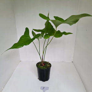 Anthurium Watermaliense