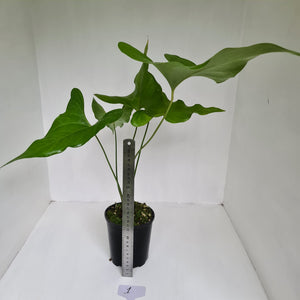 Anthurium Watermaliense