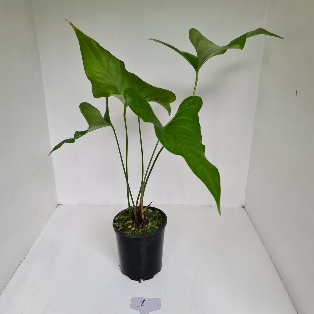 Anthurium Watermaliense