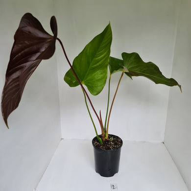#1 Large Anthurium Bosworth Beauty