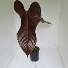 Load image into Gallery viewer, #1 Large Anthurium Bosworth Beauty