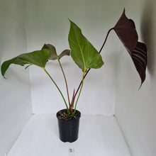 Load image into Gallery viewer, #1 Large Anthurium Bosworth Beauty