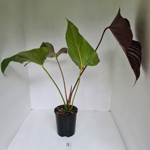 #1 Large Anthurium Bosworth Beauty