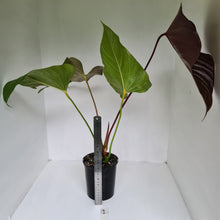 Load image into Gallery viewer, #1 Large Anthurium Bosworth Beauty