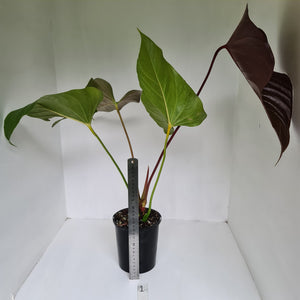 #1 Large Anthurium Bosworth Beauty