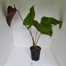 Load image into Gallery viewer, #1 Large Anthurium Bosworth Beauty