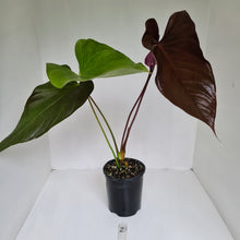 Load image into Gallery viewer, #2 Large Anthurium Bosworth Beauty