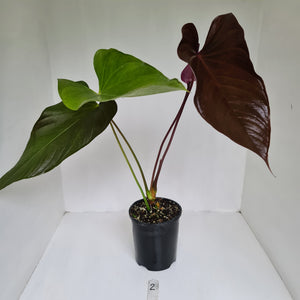#2 Large Anthurium Bosworth Beauty
