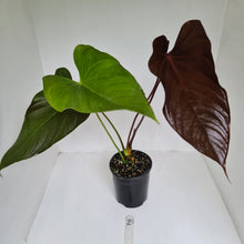 Load image into Gallery viewer, #2 Large Anthurium Bosworth Beauty