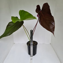 Load image into Gallery viewer, #2 Large Anthurium Bosworth Beauty