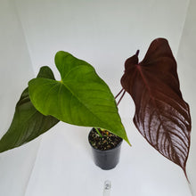 Load image into Gallery viewer, #2 Large Anthurium Bosworth Beauty