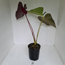 Load image into Gallery viewer, #2 Large Anthurium Bosworth Beauty