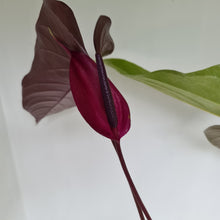 Load image into Gallery viewer, #2 Large Anthurium Bosworth Beauty
