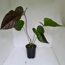 Load image into Gallery viewer, #4 Large Anthurium Bosworth Beauty