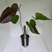 Load image into Gallery viewer, #4 Large Anthurium Bosworth Beauty