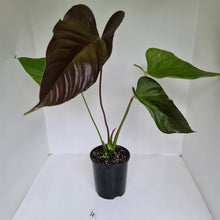 Load image into Gallery viewer, #4 Large Anthurium Bosworth Beauty