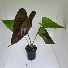 Load image into Gallery viewer, #4 Large Anthurium Bosworth Beauty