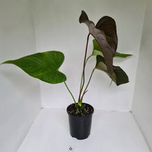 Load image into Gallery viewer, #4 Large Anthurium Bosworth Beauty