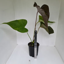 Load image into Gallery viewer, #4 Large Anthurium Bosworth Beauty