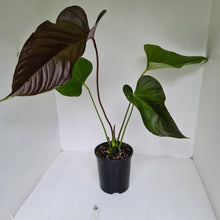 Load image into Gallery viewer, #4 Large Anthurium Bosworth Beauty