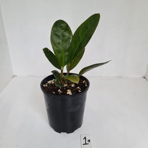 Anthurium Superbum