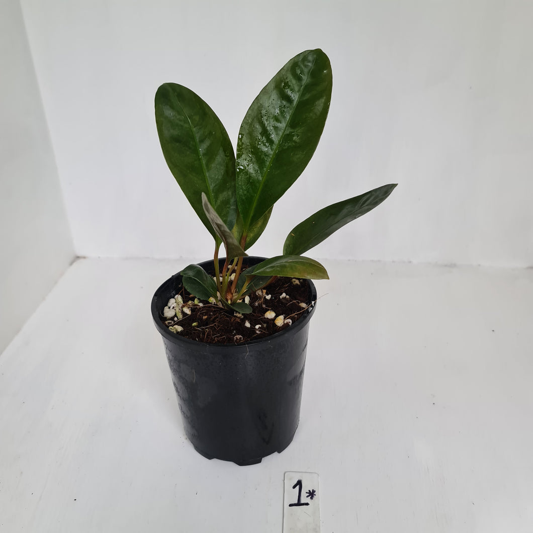 Anthurium Superbum