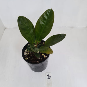 Anthurium Superbum