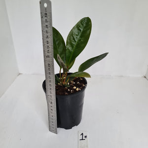 Anthurium Superbum