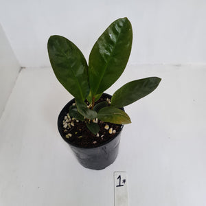 Anthurium Superbum