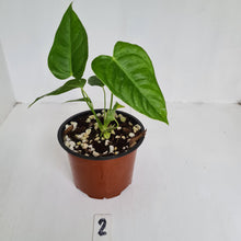 Load image into Gallery viewer, #2 Anthurium Veitchii