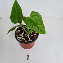 Load image into Gallery viewer, #2 Anthurium Veitchii
