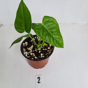 #2 Anthurium Veitchii