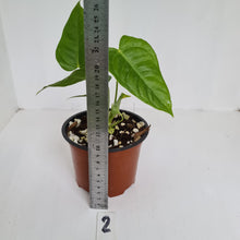 Load image into Gallery viewer, #2 Anthurium Veitchii